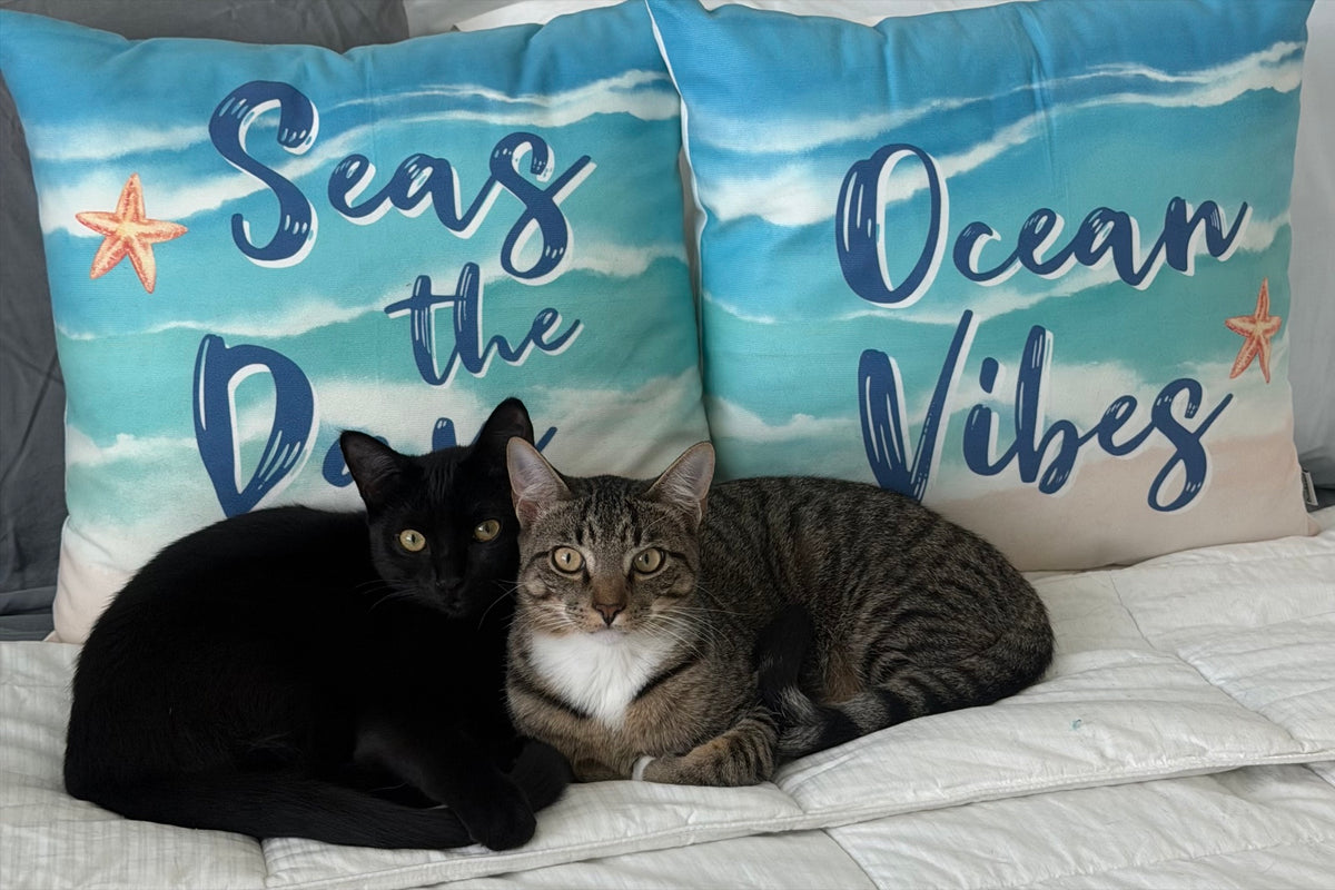 Linton and Paint, the two kittens behind Gretess
