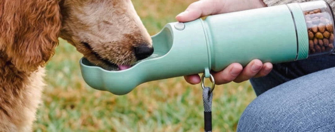 Dog drinking from the bone-shaped bowl